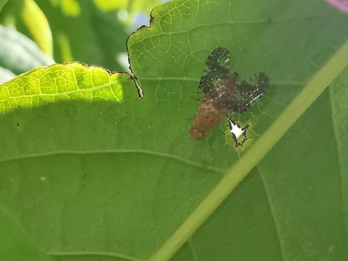 Réf. 275 761 : Acinia corniculata